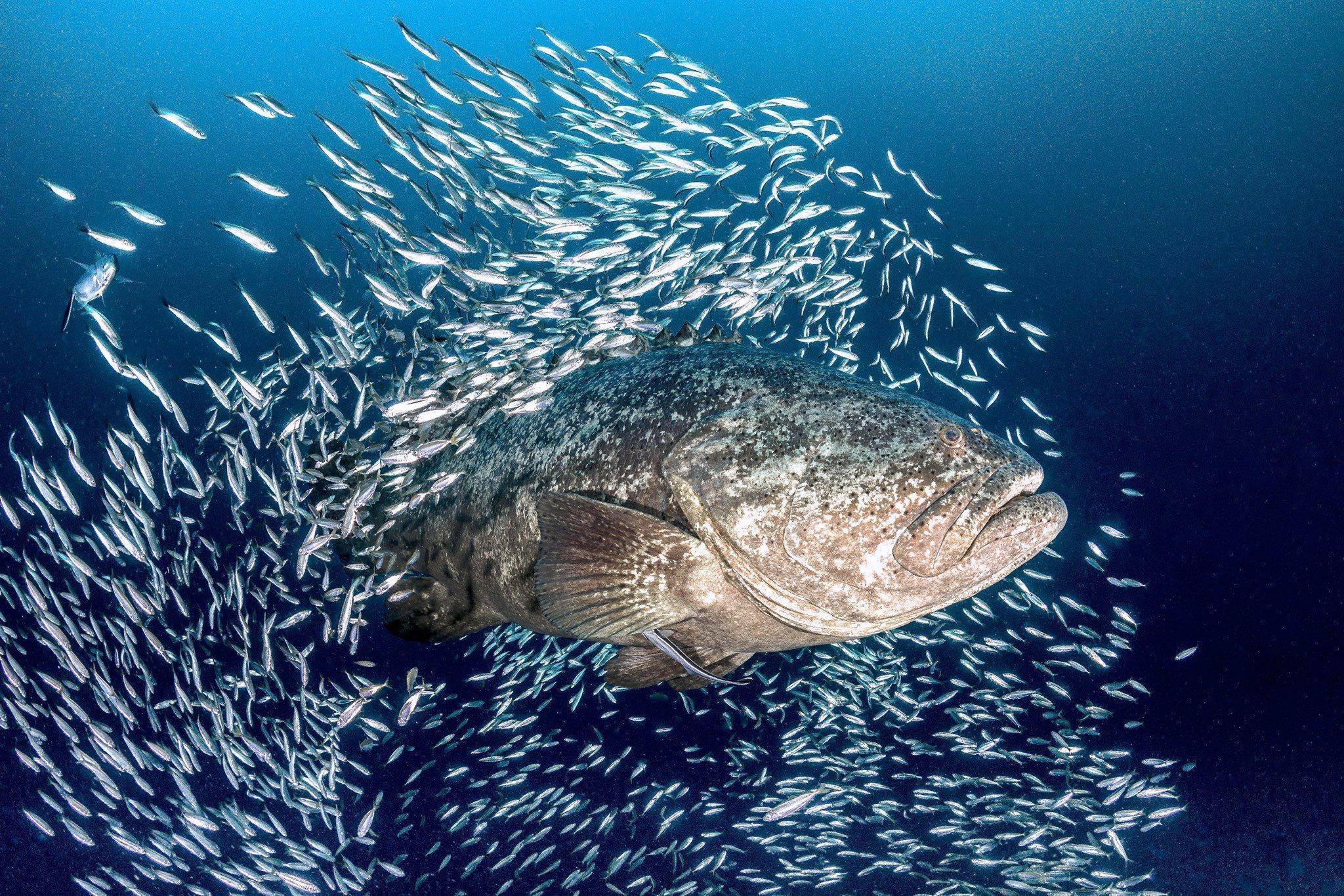 Рыба групер: фото, размеры, рецепты приготовления