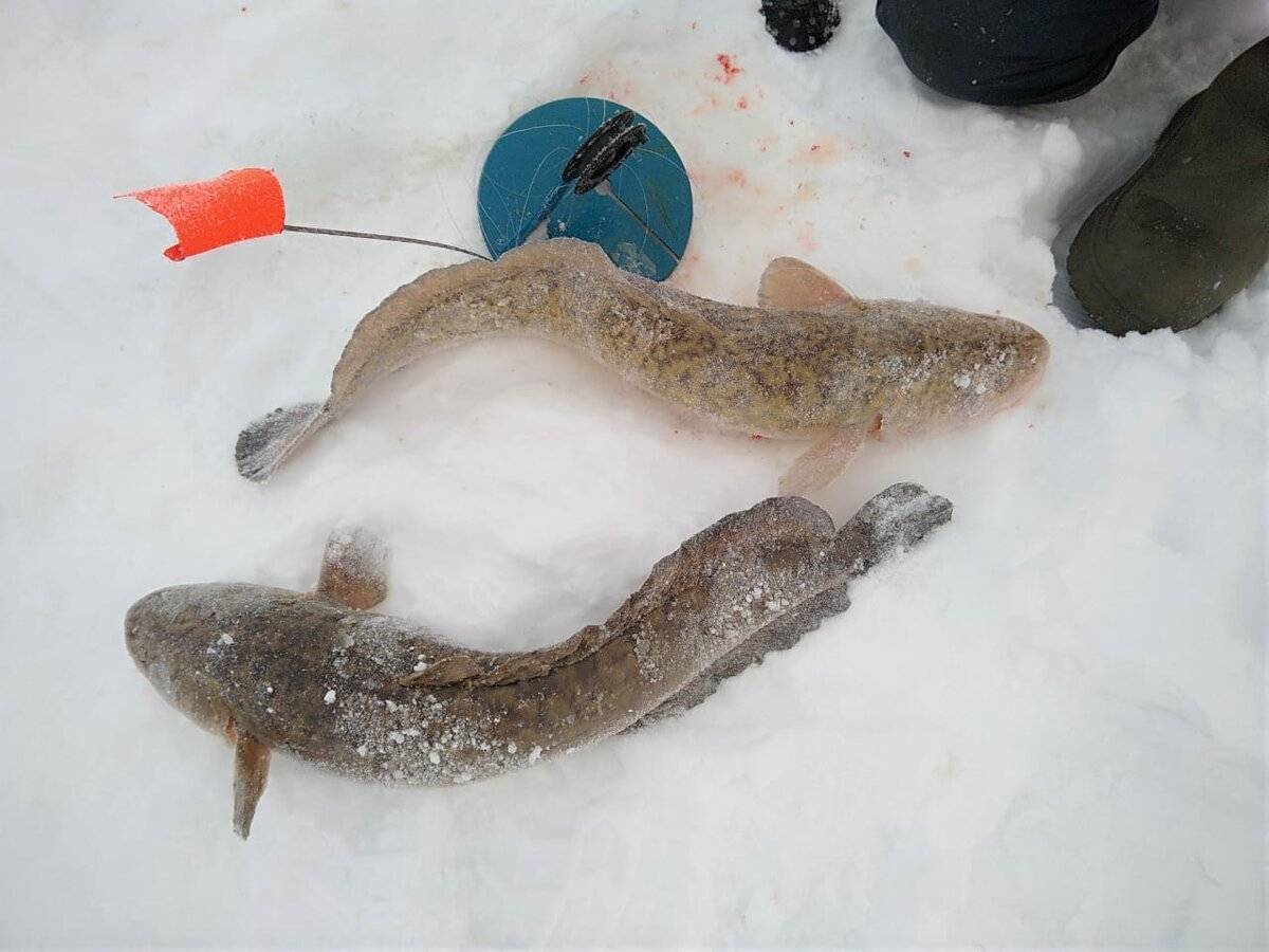 Рыбалка на налима зимой на жерлицы