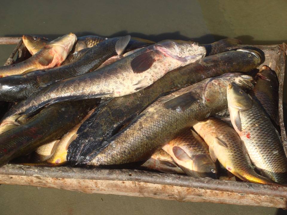 Рыбалка на алтае: лучшие водоемы, карта и описание мест для рыбалки в алтайском крае