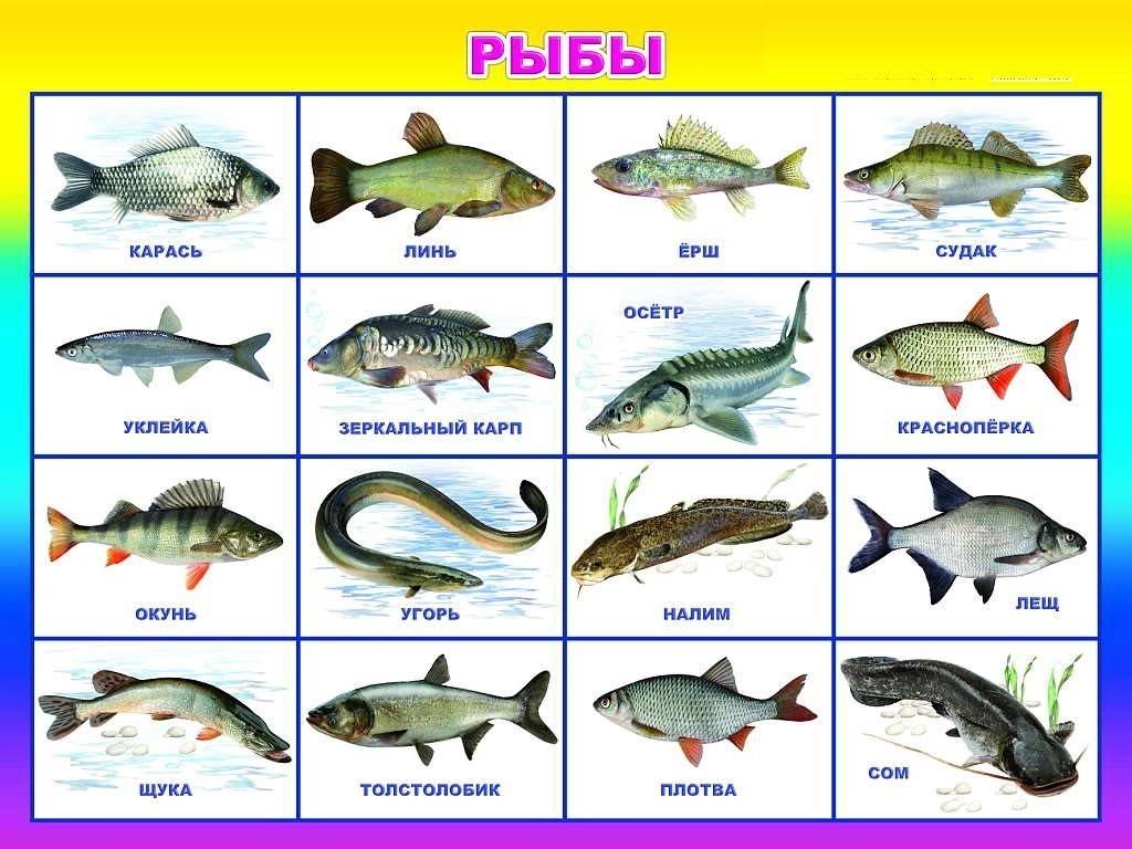 Список названий морских рыб с фото: съедобные рыбы, и какая полезнее
