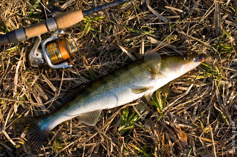 Рыбалка в ивановской области: популярные реки и озёра региона, виды рыб в водоёмах, платные места для ловли