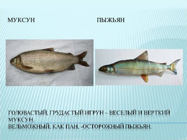 Рыба муксун: описание, образ жизни, снасти для ловли