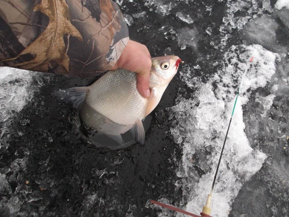 Рыбалка в марте: какую рыбу ловить в марте