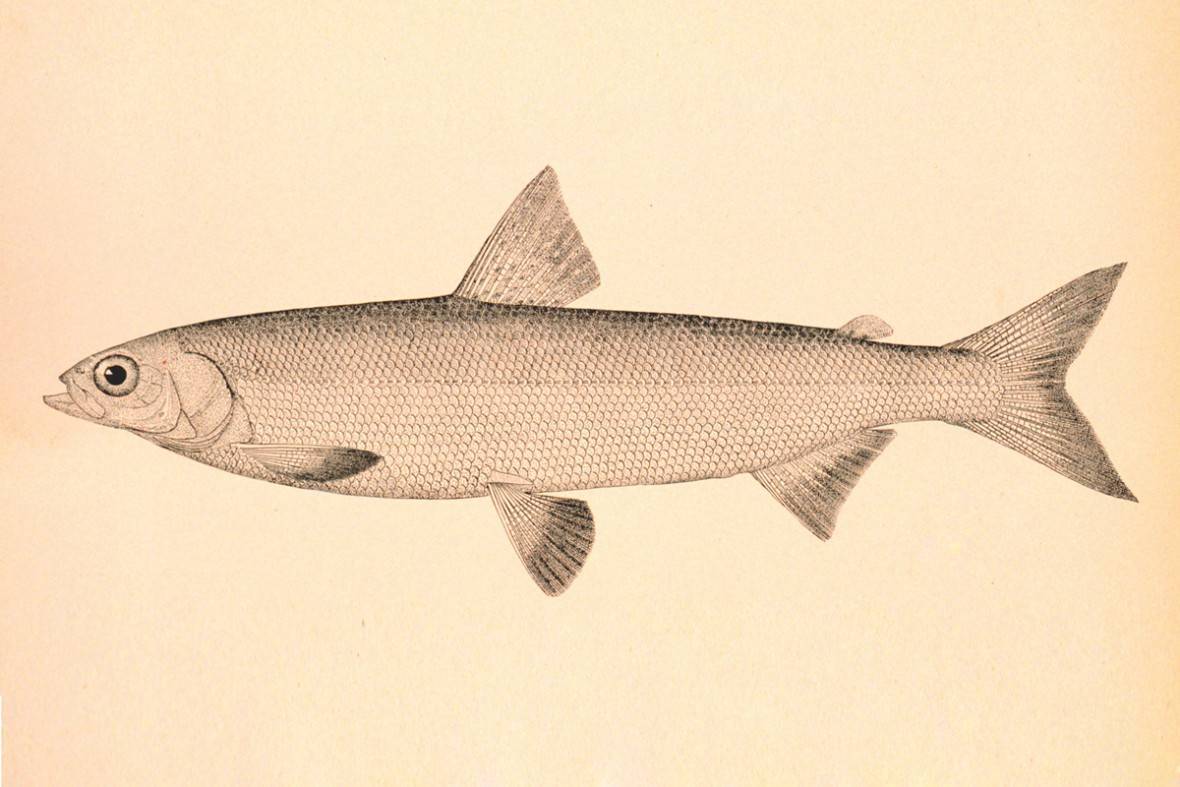 Рыба сиг: особенности вида и его сородичей, список представителей семейства с названиями и описаниями