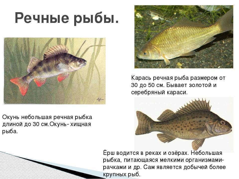 Пресноводные рыбы, их виды, названия, особенности и среда обитания | живность.ру