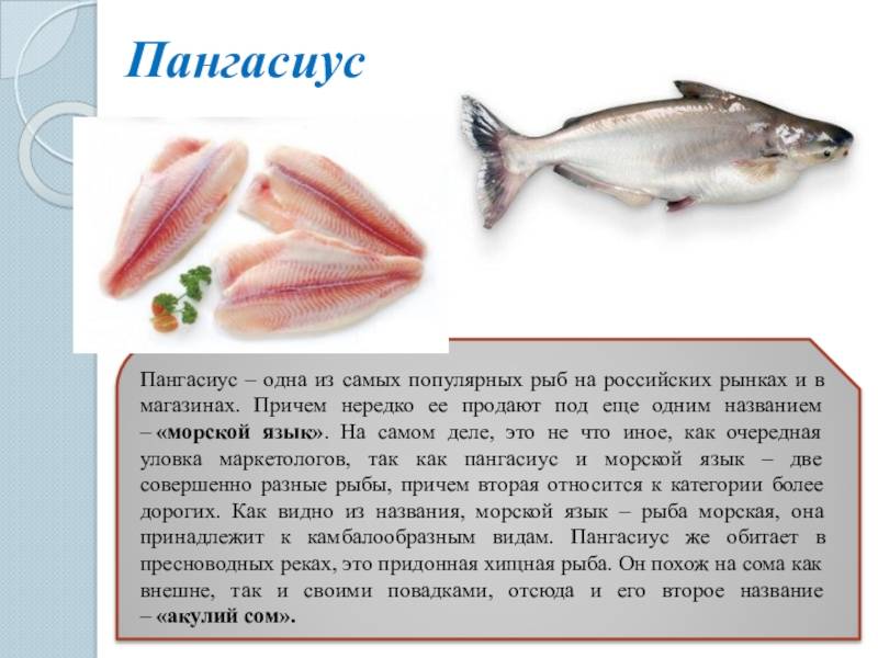 Пангасиус (акулий сом) - что это за рыба?