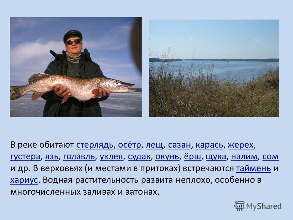 Какие рыбы водятся в волге: обзор :: syl.ru