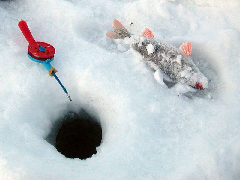 Зимняя рыбалка в россии: куда поехать, что взять с собой