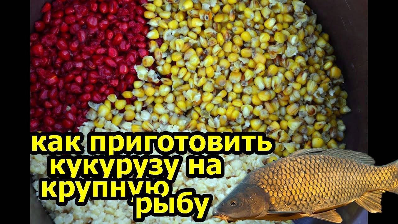 Ловля карпа на кукурузу. рыбалка на карпа :: syl.ru