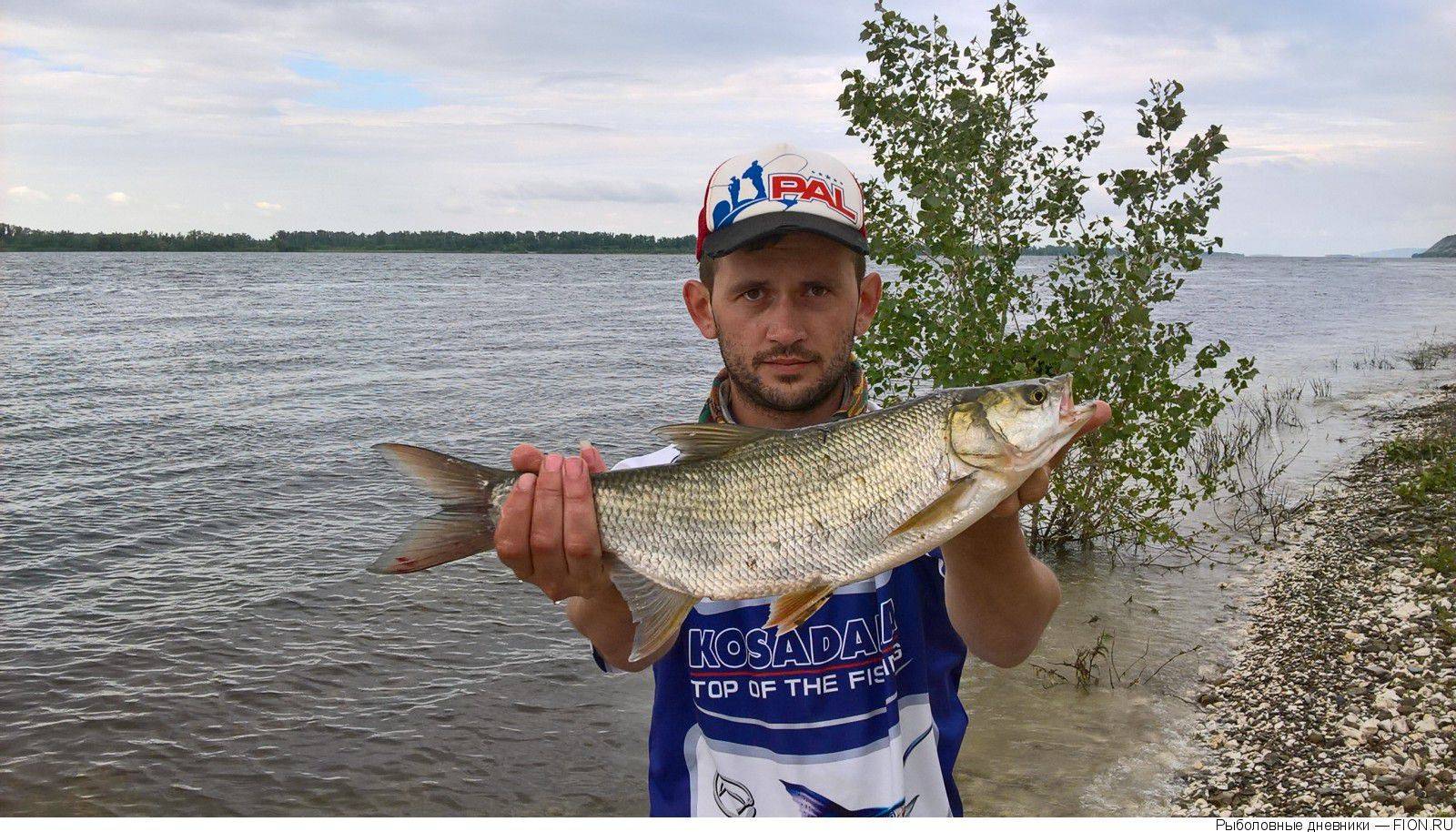 Рыбалка в балаково: прогноз клева и особенности рыбалки :: syl.ru