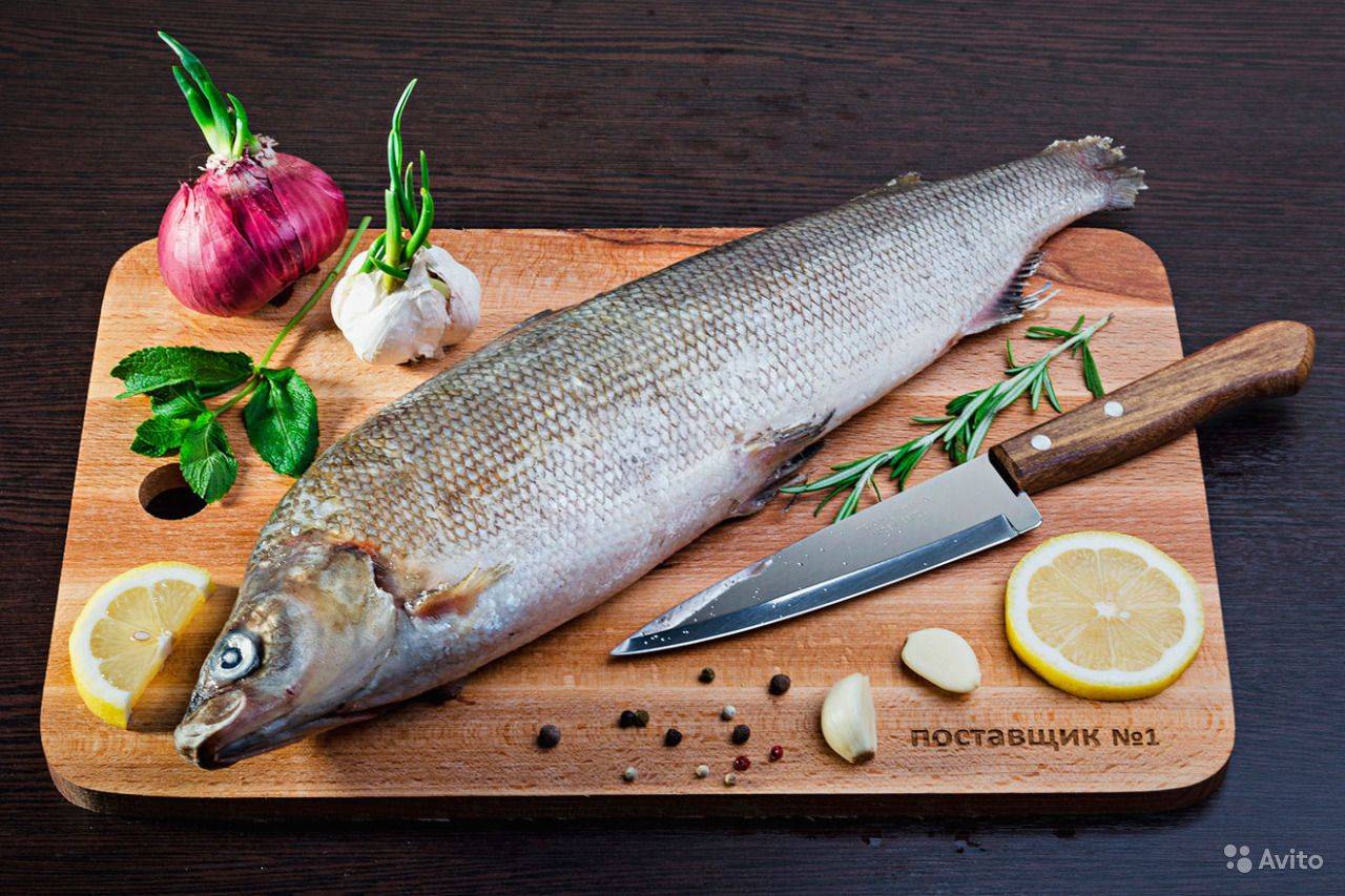 Рыба муксун: польза и свойства. как приготовить муксун и рецепты