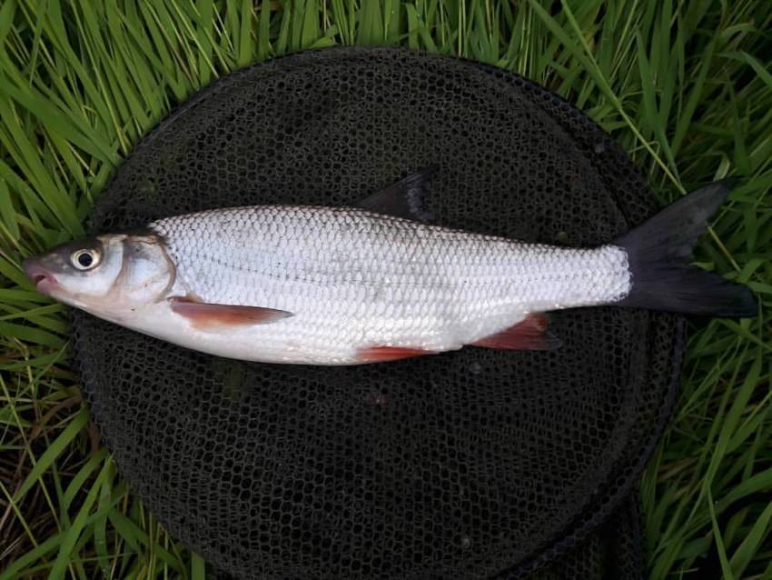Рыба сырть – подробное описание,разновидности, особенности питания и жизненного цикла