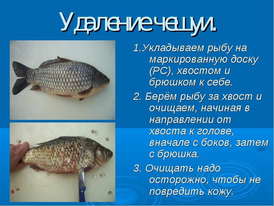 Рыбы без чешуи, их особенности, виды и названия