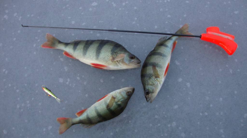 Ловля окуня по перволедью: рыбалка на окуня по первому льду