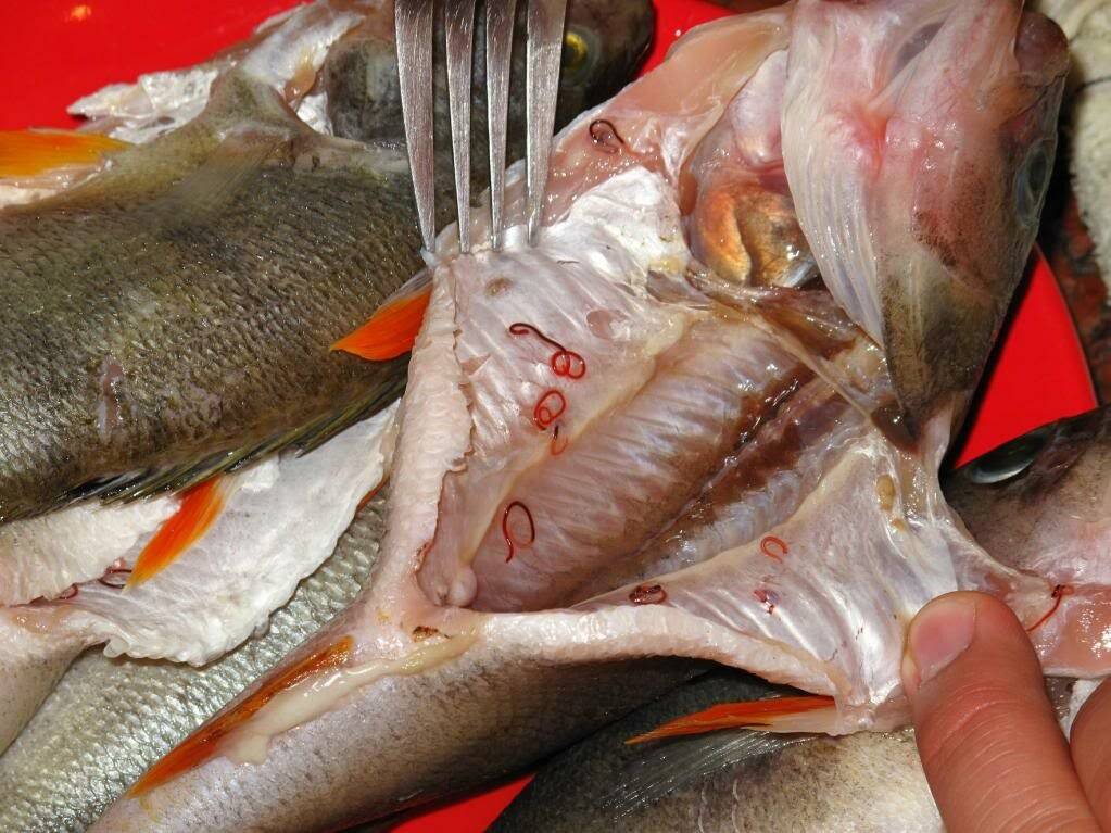 Паразиты в речной рыбе, опасные для человека: заражение гельминтами