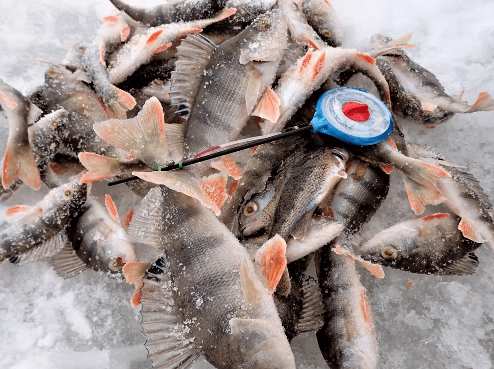 Ловля окуня зимой на мормышку - рыбалка псков