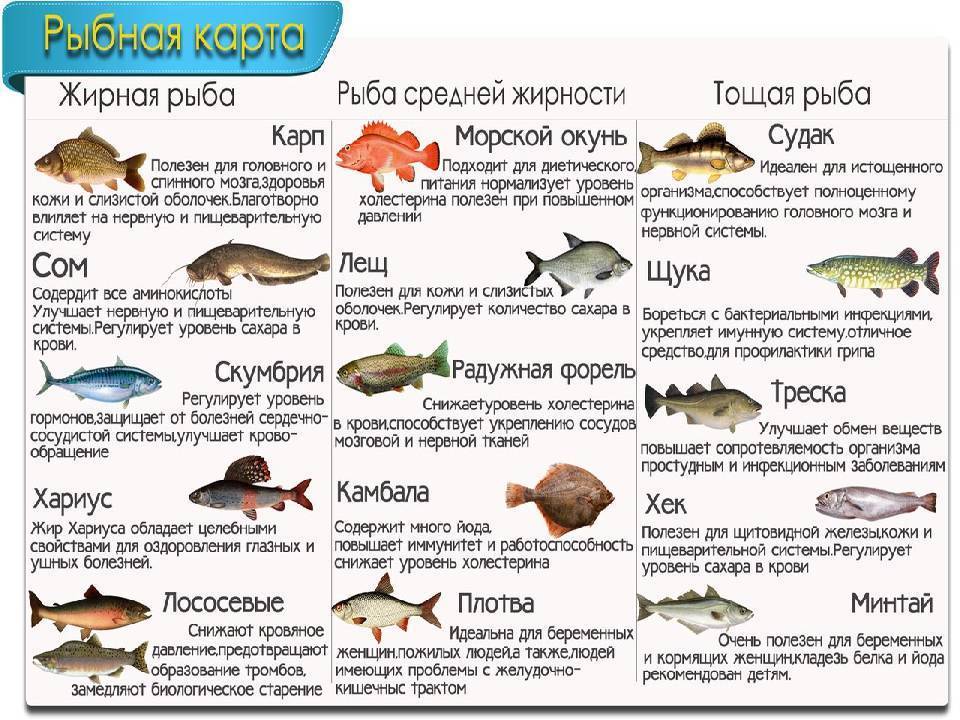 Белая рыба: виды, названия с фото, особенности и полезные свойства :: syl.ru
