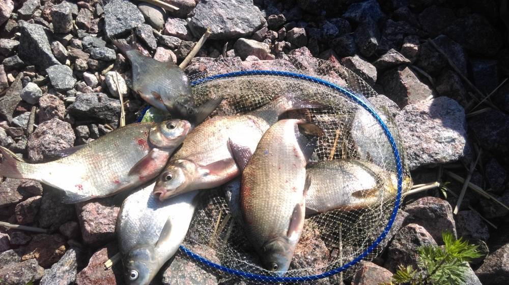 Особенности рыбалки в финском заливе – суперулов – интернет-портал о рыбалке