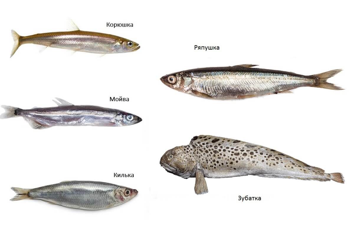 Рыба лобань – среда обитания, ловля, рецепты