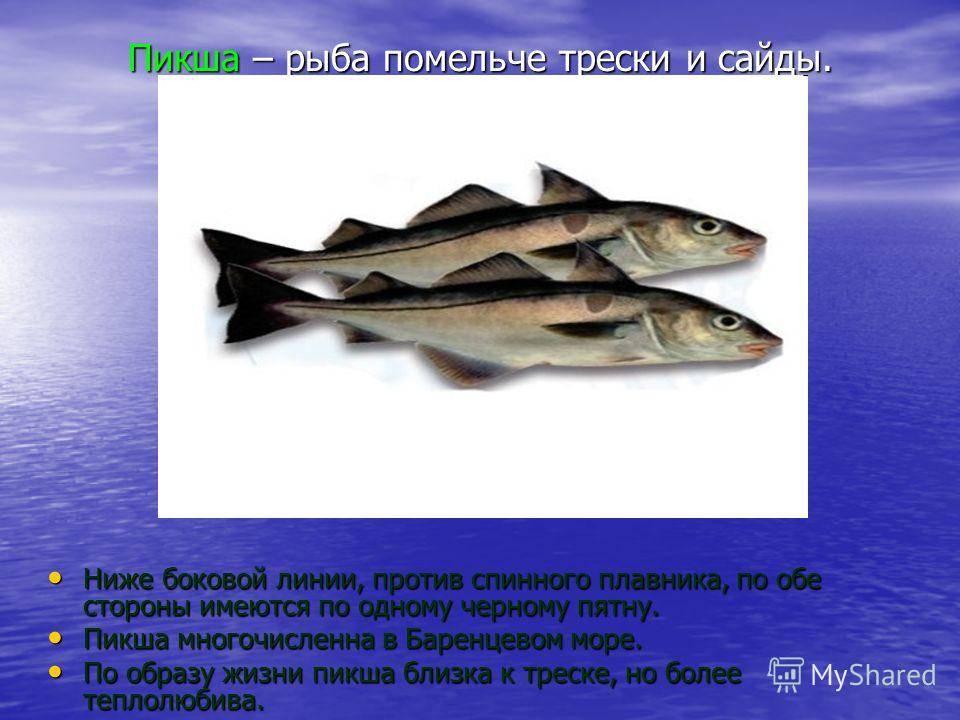 Рыба пикша: польза и вред, способы приготовления, калорийность