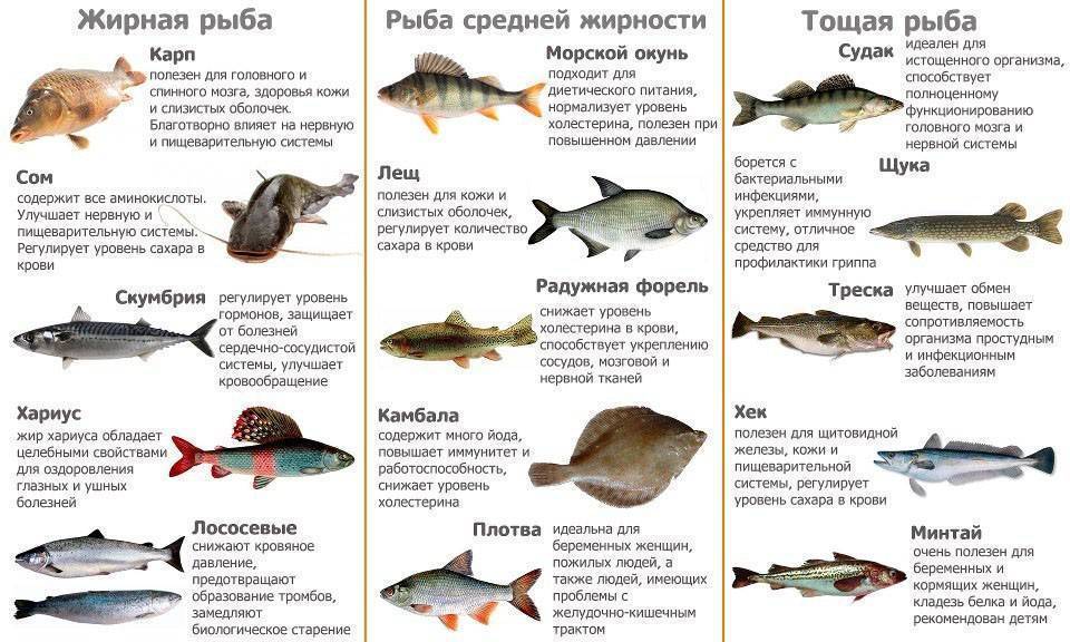 Нежирные сорта рыбы, список диетических рыб (горбуша, треска, камбала, зубатка и минтай)