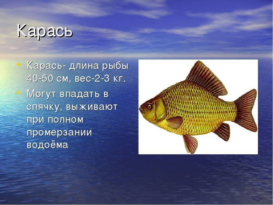 Как рыбы спят? особенности рыбьего сна :: syl.ru