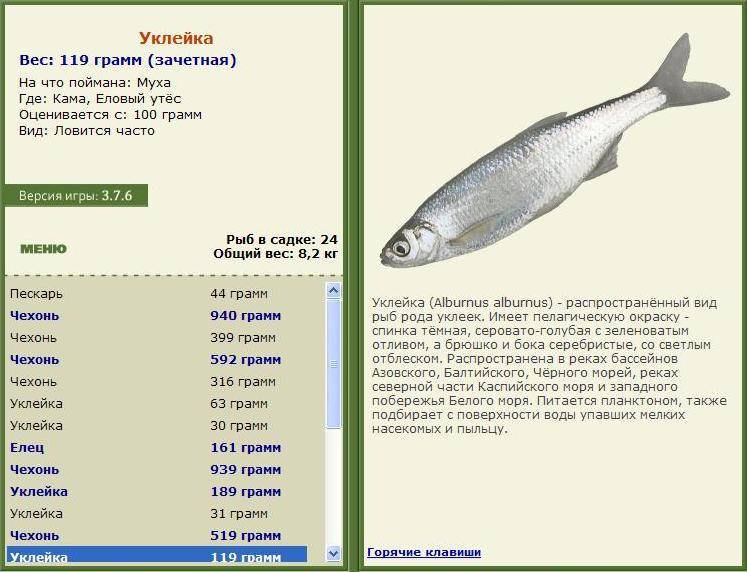 Уклейка — описание рыбы, ловля, рецепты блюд, фото и видео