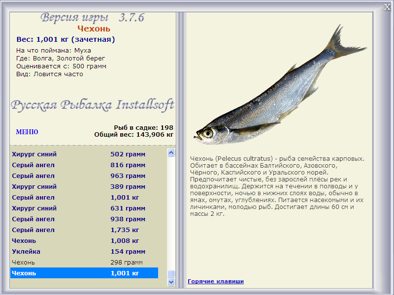 Рыба чехонь — описание, где водится, особенности повадки и фото, техника рыбалки