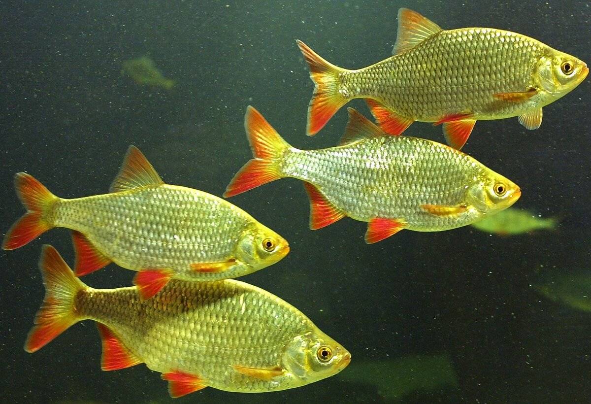 Красноперка — аквариумная рыбка