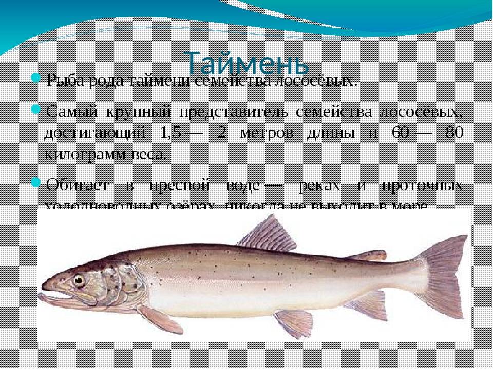 Таймень: описание, распространение, образ жизни и способ ловли - fishingwiki