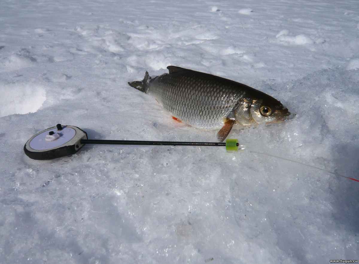 Ловля плотвы на мормышку зимой - на рыбалке!