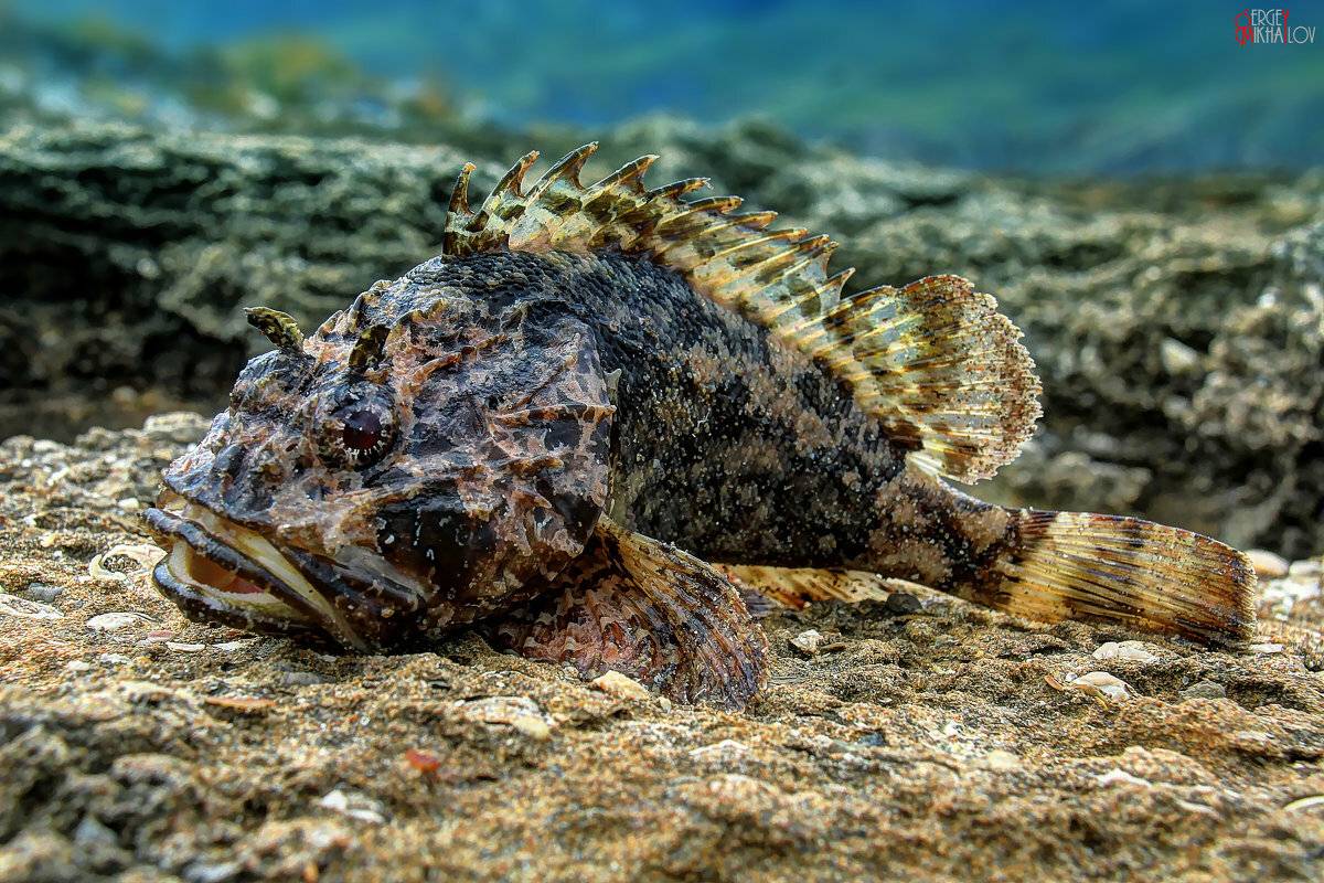 Опасные животные черного моря (7 фото)