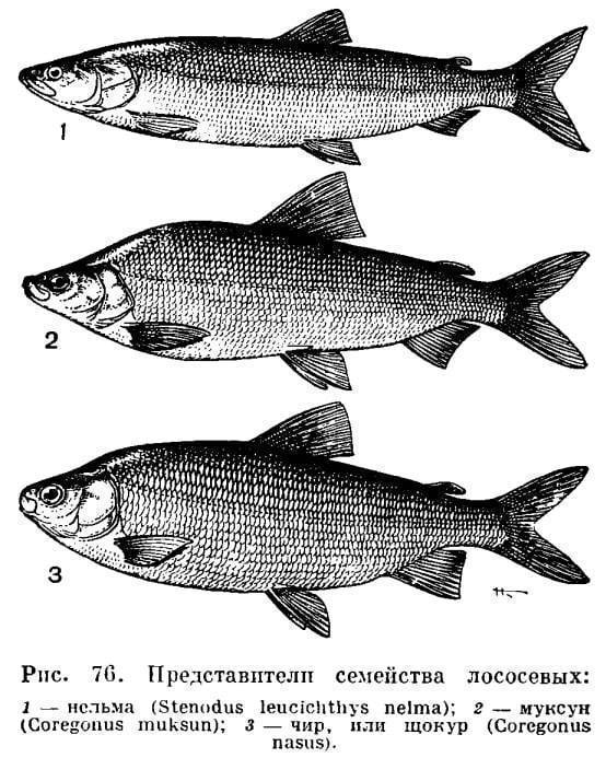 Рыба сиг – все о разнообразии форм и повадках древней обитательницы водоемов - читайте на сatcher.fish